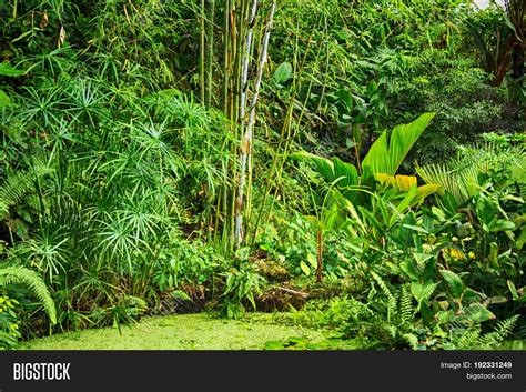 86 Background Image Jungle For Free Myweb