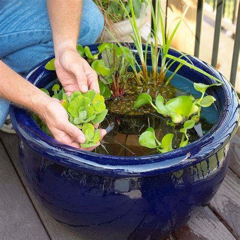 Take Good Care Of Your Water Garden With These Tips In 2020 Small