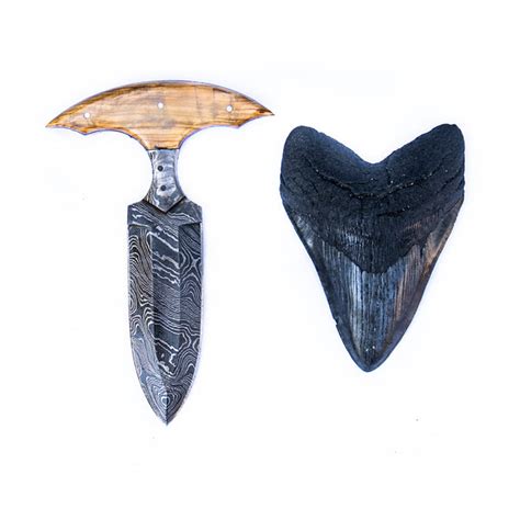 Shark Tooth Knife High Carbon Damascus Steel Wood Handle Battling