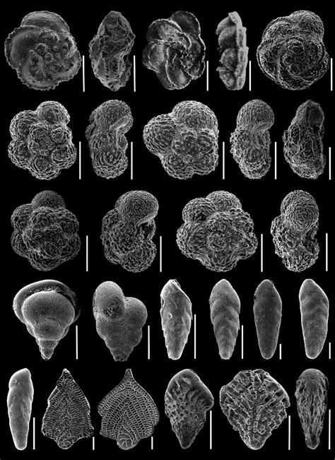 Selection Of Significant Benthic And Planktonic Foraminifera From The