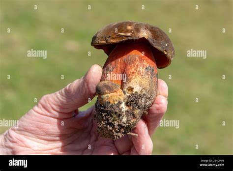 Scarletina Bolete Mushroom Neoboletus Erythropus Stock Photo Alamy