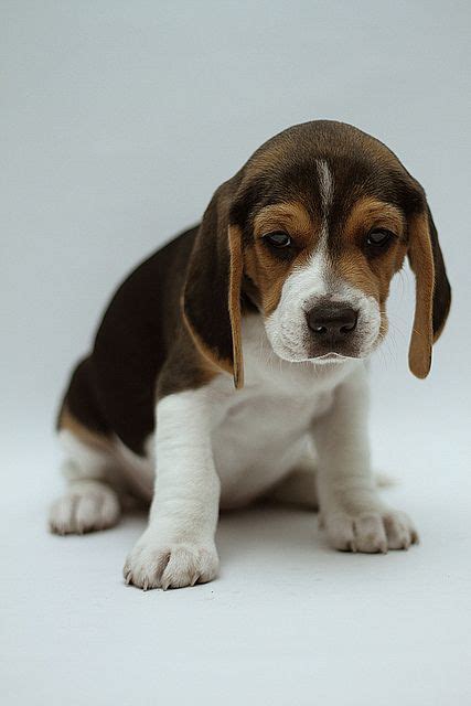 Juana 20 Cute Beagles Beagle Puppy Cuddly Animals