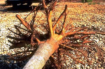 If you are planning to grow pin oaks for landscape sales we highly. Root Systems - Nursery production - Landscape plants ...