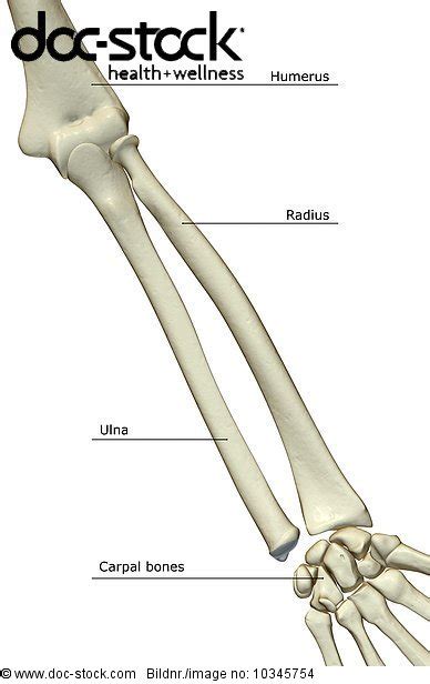 An Anterior View Of The Bones Of The Left Forearm Royalty Free Image