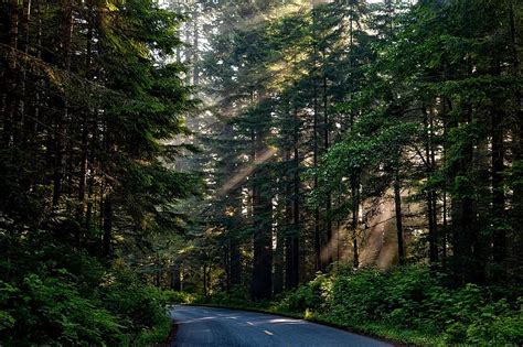 Road Forest Nature Spring Landscape Green Outdoor Way Dom