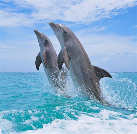 Delfine Suchen Sich Freunde Mit Gleichen Interessen Welt