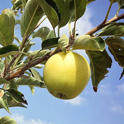 Dorsett Golden Apple Trees For Sale At Arbor Days Online Tree Nursery