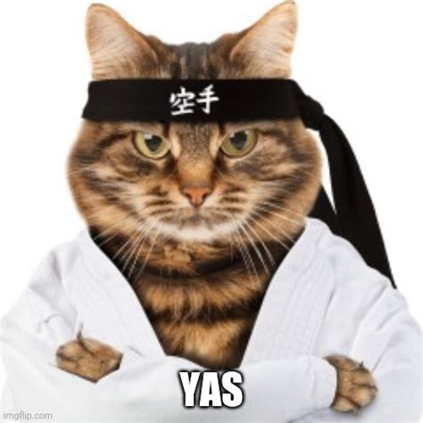 Karate Cat Imgflip