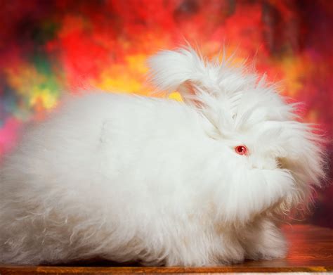 Worlds Fluffiest Rabbit