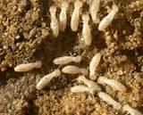 Pictures of Where Do Termites Live