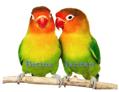Burung dengan nama latin gracula atau hill myna dalam bahasa inggrisnya termasuk jenis burung yang dapat dijumpai di beberapa daerah indonesia. Cara Akurat Membedakan Love Bird Jantan dan Betina