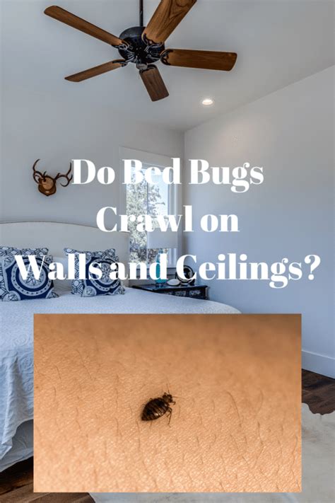 Do Bed Bugs Crawl On Walls And Ceilings