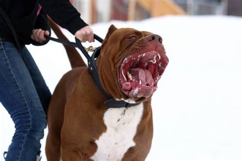 Increasingly, experts are recommending taking your puppy out right from the day you bring her home but under strict conditions. This pit bull is called The Hulk, and he really lives up ...