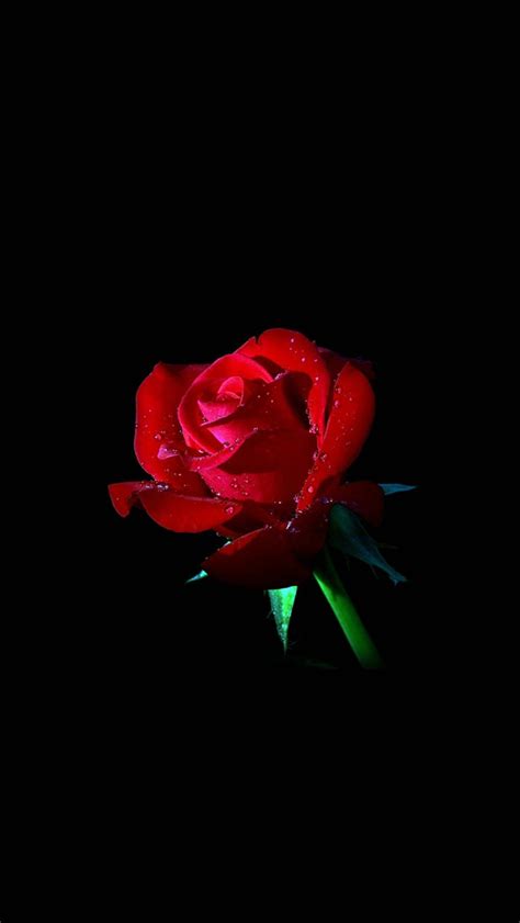 Red Rose Dark Flower Nature Iphone Wallpapers Free Download