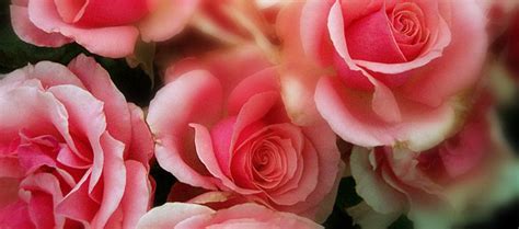 Beautiful Romantic Roses Facebook Cover