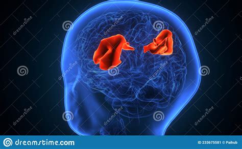 3d Illustration Of Human Brain Supramarginal Gyrus Anatomy Stock