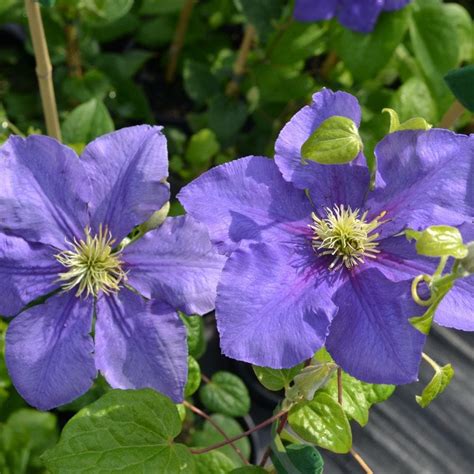 Jump to navigation jump to search. Buy clematis (group 2) Clematis General Sikorski: £23.99 ...