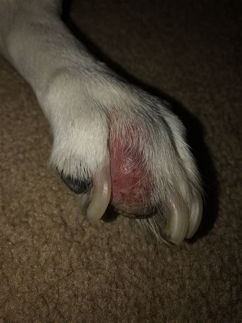 Red Lump On My Dogs Foot Please Help Dog Forum