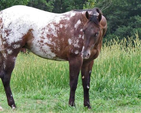 The Secret Pardons Rainbow Of Appaloosa Foals Sweetwater Farms