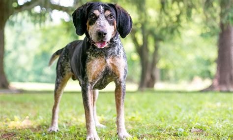 Bluetick Coonhound Breed Characteristics Care And Photos Bechewy