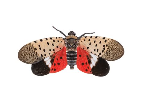 Spotted Lantern Fly A Guide For Landscapers