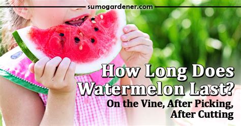 How Long Does Watermelon Last On The Vine After Picking After Cutting