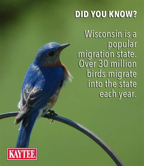 Learn More Backyard Bird Migration Facts On Our Kaytee Blog Bird