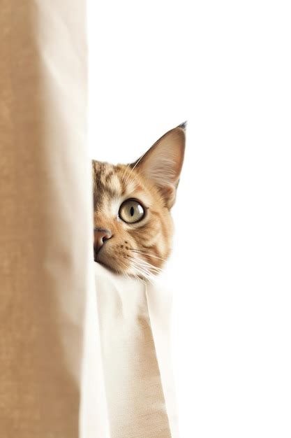 Premium Ai Image A Cat Peeking Out From Behind A Curtain