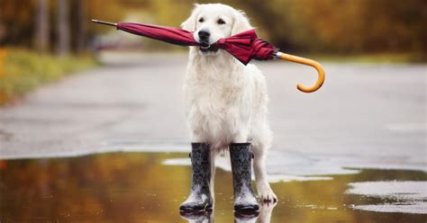 What To Do If Your Dog Hates Going Out In The Rain
