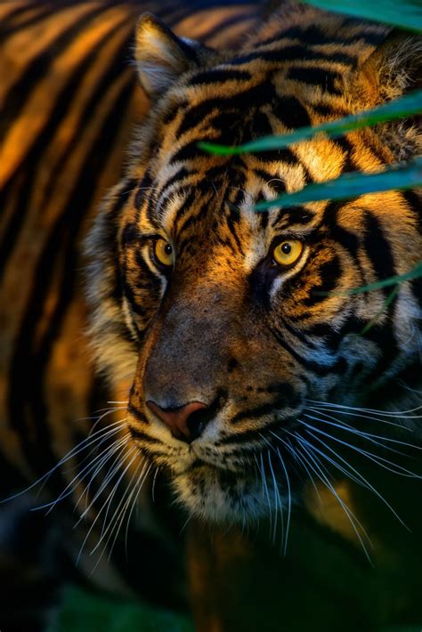 ~~animal Park Sunset Tiger By Patrick Strock~~ Beeeeutiful