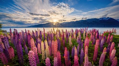 1375159 Lupine Flowers New Zealand Scenery Nature 4k Rare