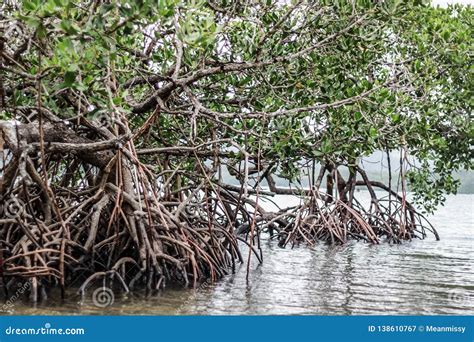 Sea Mangrove Planted On The Shore Stock Image Image Of Shore