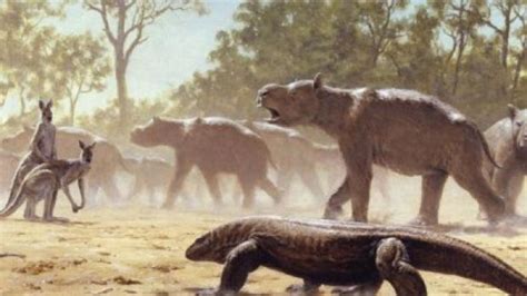 Prehistoric Ice Age Relative Of Wombat Koala First Migrant Marsupial