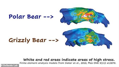 Meet The Pizzly Bear A Hybrid Between A Polar Bear And Grizzly Big