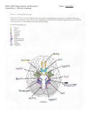 Cranial Nerves Lauren Rice Pdf Biol K Human Anatomy And