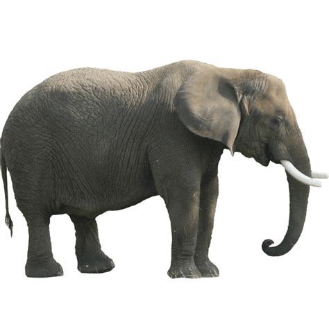 Side View Of Elephant Drawing At Explore