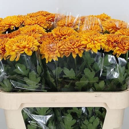 Chrysant Sgl Saffier Cm Wholesale Dutch Flowers Florist Supplies Uk