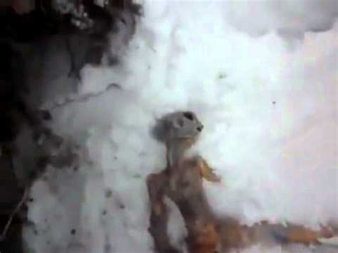 Cuerpo De Extraterrestre Muerto Encontrado En Siberia Dead Alien