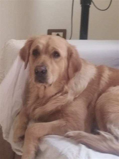 Ear Suddenly Droopy On One Side Golden Retriever Dog Forums