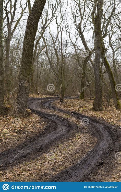 Winding Dirty Road In The Nude Oak Forest Stock Image Image Of Ground Landscape