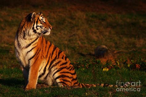Siberian Tiger Looking Backwards Photograph By Nick Biemans Fine Art
