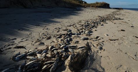 Thousands Of Dead Fish Wash Up On Va Shore Beaches