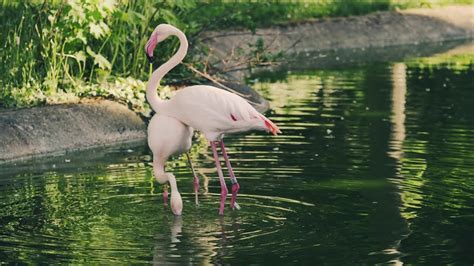 Flamingo Birds Dancing In Water Slow Motion 4k Clip Non