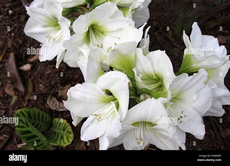 White Amaryllis Growing In Garden Stock Photo Alamy