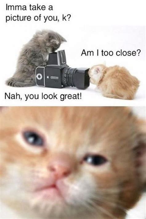 Top 30 Funny Animal Memes And Quotes Quotes And Humor