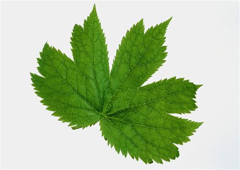 Diterbitkan october 28, 2015 dalam kategori oleh azzamy. Stock Photo Gambar Daun Set 01