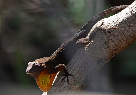 Crested Anole Lizards On The Loose Anole Lizards Of South Florida