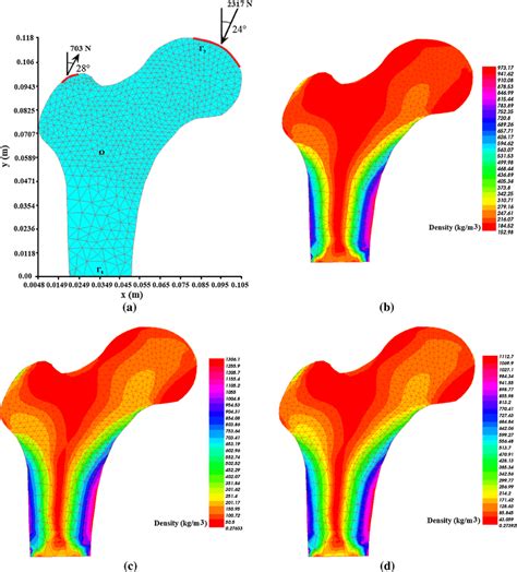 Bone Density Distribution Of 2d Model Of The Proximal Femur A Loading