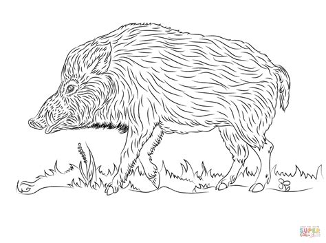 Wild Boar Walks Coloring Page Free Printable Coloring Pages