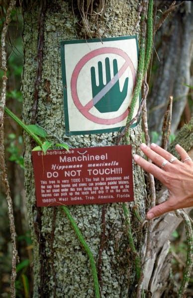 Fruit of the poisonous tree includes evidence gathered from just about any kind of police conduct that violates a defendant's constitutional rights. THE POST BAR: manchineel tree poisonous tree
